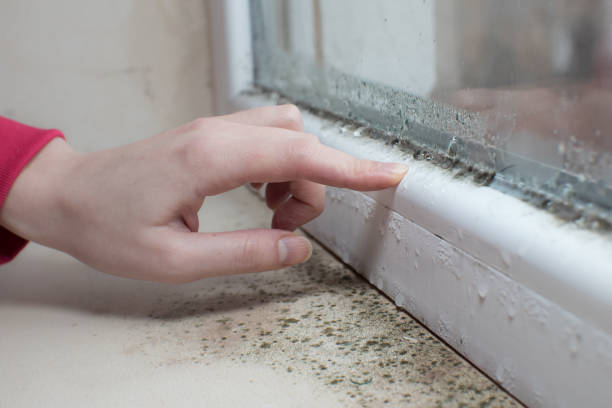 Trusted Fort Morgan, CO Mold Removal Experts